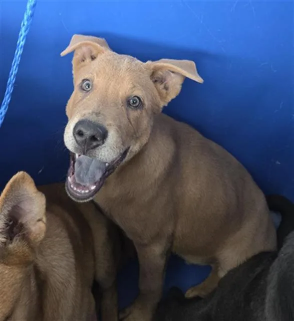 A baby large-sized male Mixed Breed dog named Sylas for adoption in Dallas, TX