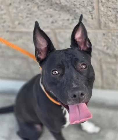 An adult medium-sized female Black Pit Bull Terrier dog named Oreo for adoption in Manteca, CA