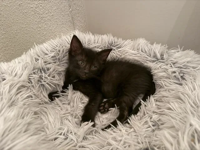 A baby medium-sized male Black Domestic Medium Hair cat named Sam for adoption in Venice, CA