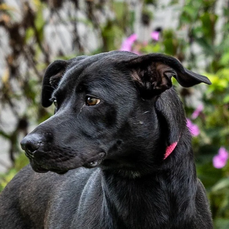 An adult large-sized female German Shepherd Dog dog named Athena for adoption in Council Bluffs, IA