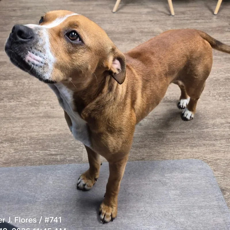 A young medium-sized male Red / Chestnut / Orange Pit Bull Terrier dog named Chud for adoption in Portland, TX