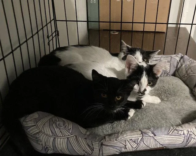 A young medium-sized male Domestic Short Hair cat named Pouperie bonded with Fig for adoption in Macedonia, OH