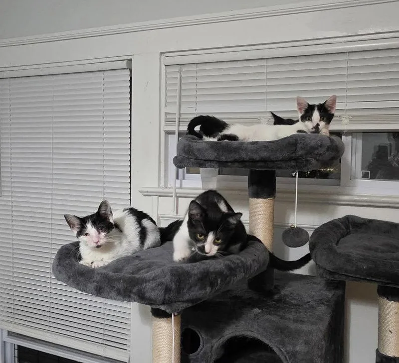 Pouperie bonded with Fig thumbnail 2