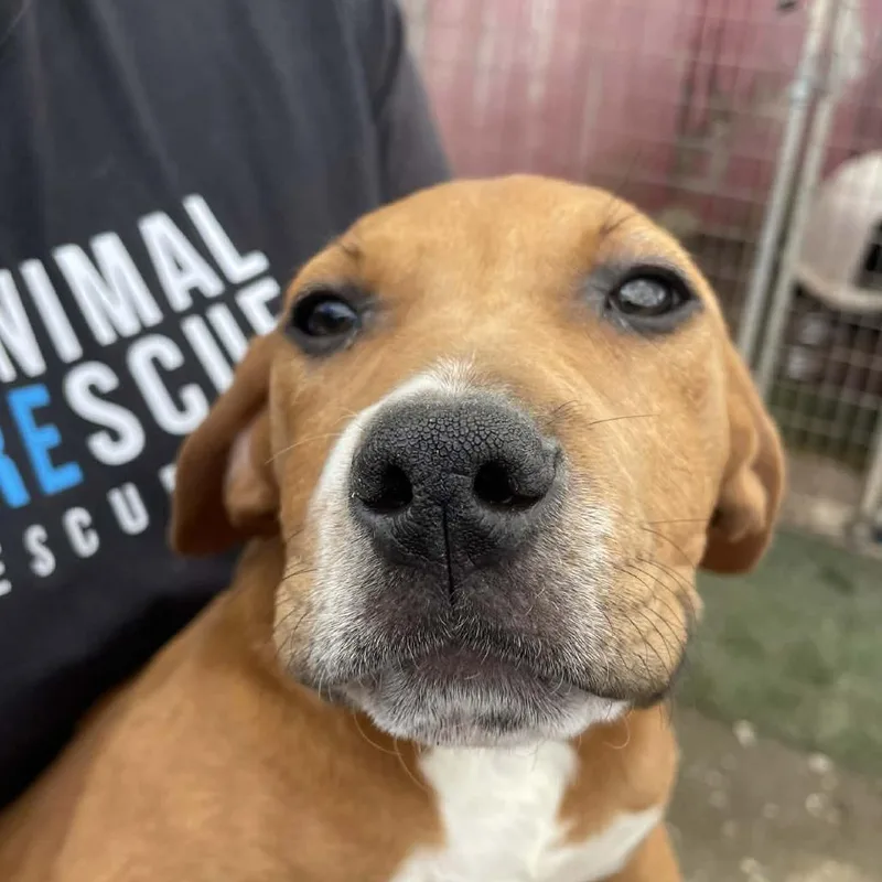 A baby large-sized female Brown / Chocolate Mixed Breed dog named Duck for adoption in Hemet, CA