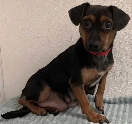 An adult small-sized female Chihuahua dog named Nutmeg for adoption in Phoenix, AZ