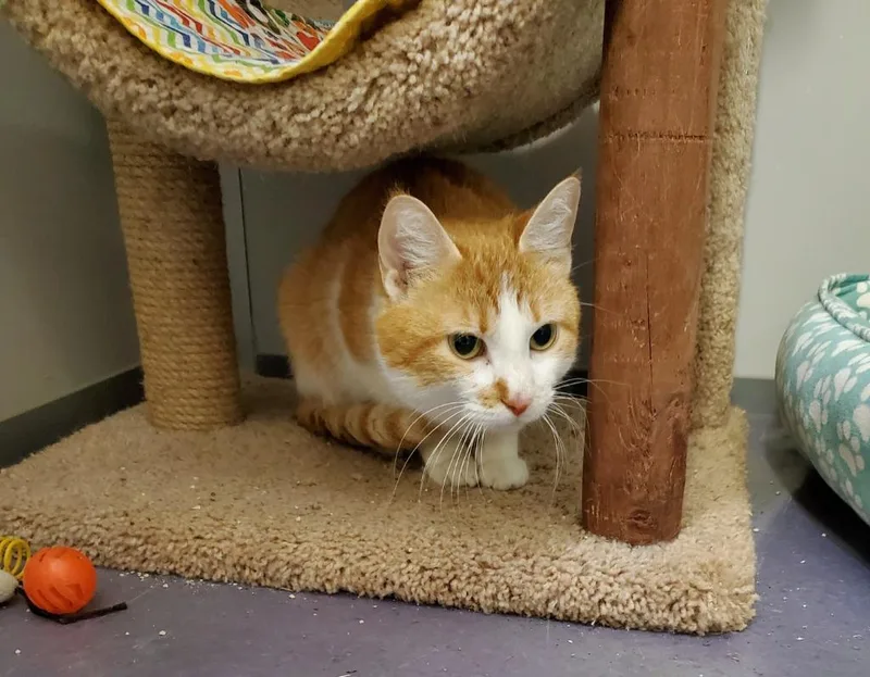 A young medium-sized female Domestic Short Hair cat named Pretzel for adoption in Rockford, IL