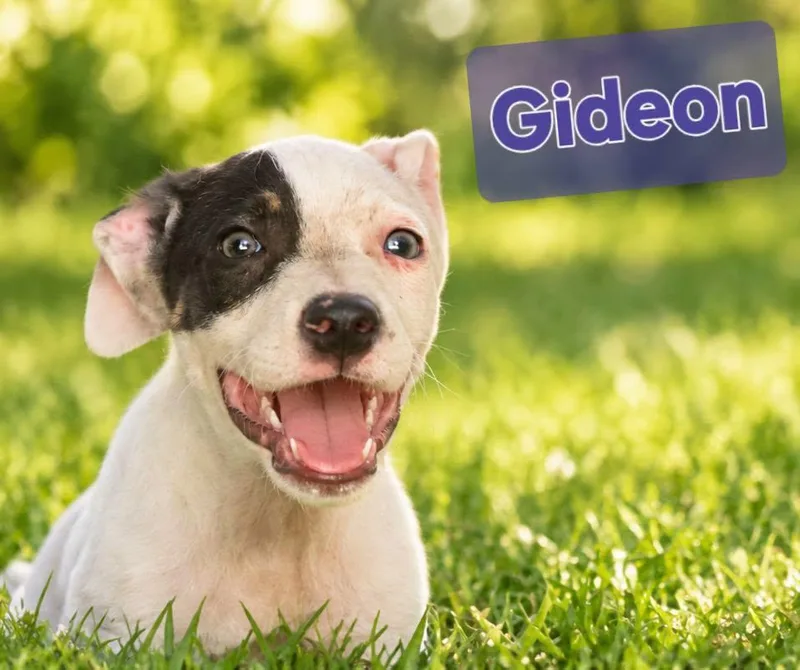 A young medium-sized male White / Cream Pit Bull Terrier dog named Gideon for adoption in church point, LA