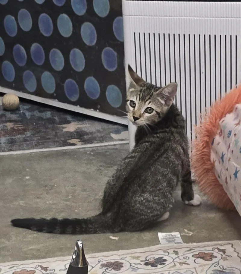 A baby small-sized male Tabby (Brown / Chocolate) Domestic Short Hair cat named Jerry for adoption in Ruskin, FL