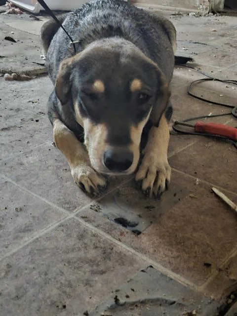 A young medium-sized female German Shepherd Dog dog named Monita for adoption in San Antonio, TX