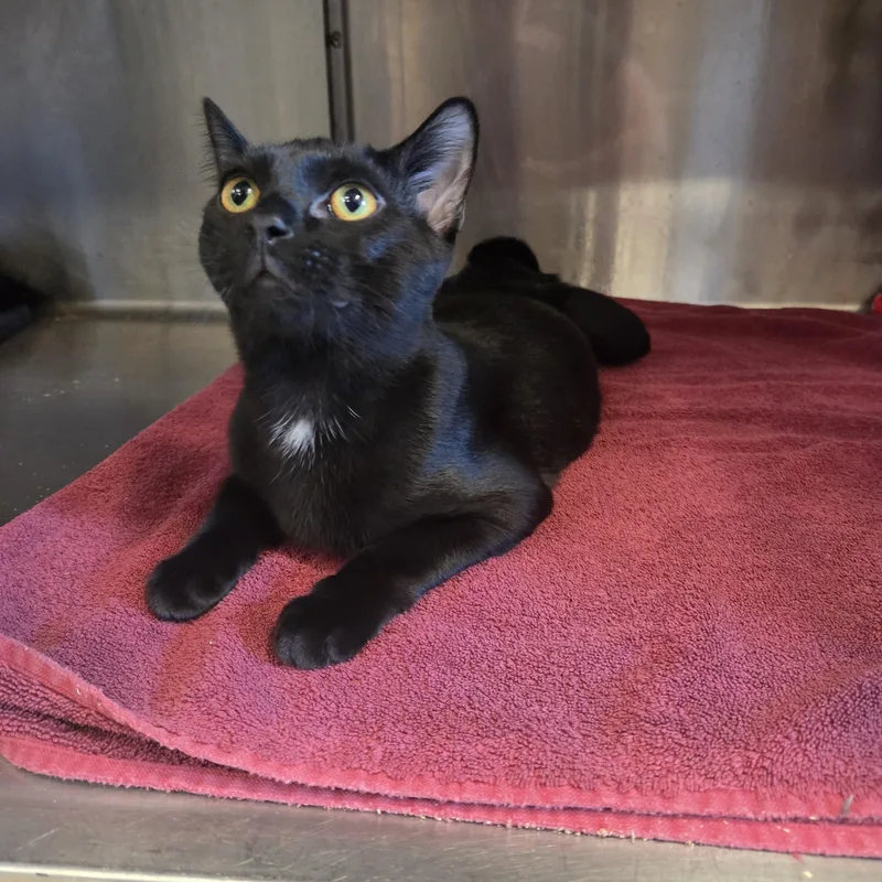A young medium-sized male Domestic Short Hair cat named Bailey for adoption in Old Bridge, NJ