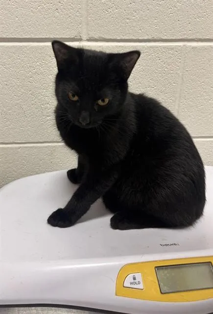 A young small-sized male Domestic Short Hair cat named Heliot for adoption in Upper Marlboro, MD
