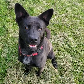 A young small-sized male Black Mixed Breed dog named Muddy Buddy for adoption in Davenport, IA