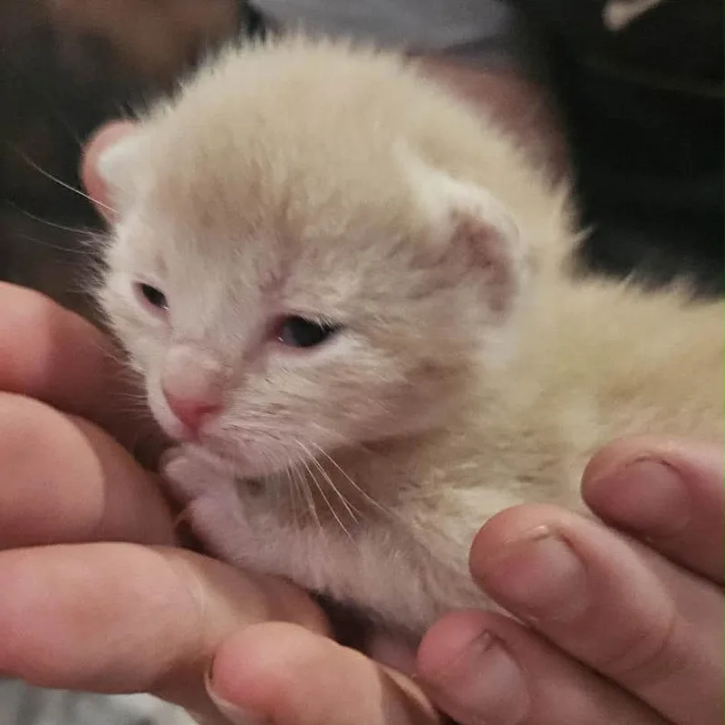 A baby small-sized female Cream / Ivory Domestic Short Hair cat named Feta for adoption in Inman, SC