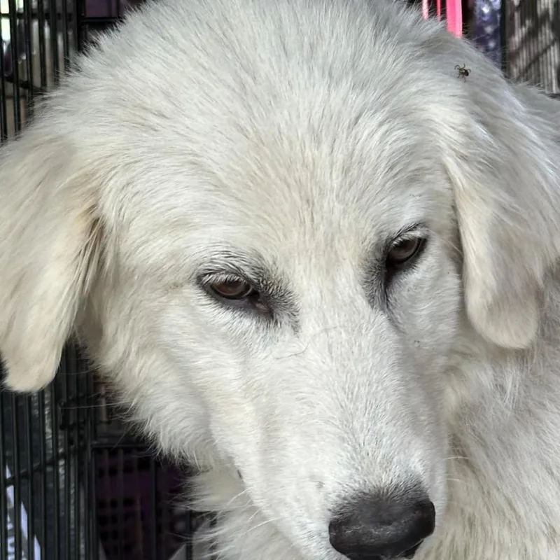 A baby large-sized female White / Cream Great Pyrenees dog named Dione for adoption in Dallas, TX