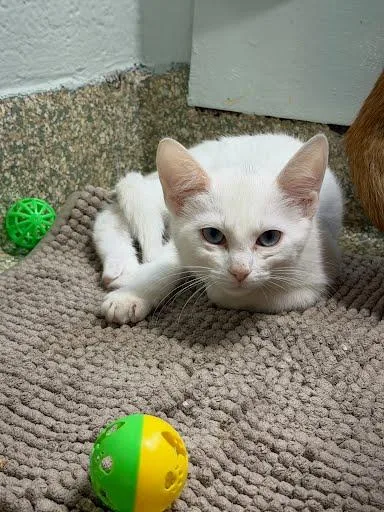 A baby small-sized female Domestic Short Hair cat named Muffin for adoption in Washington, DC