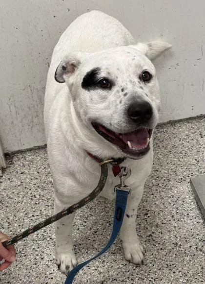 An adult large-sized male White / Cream Mixed Breed dog named Draco for adoption in Kansas City, MO