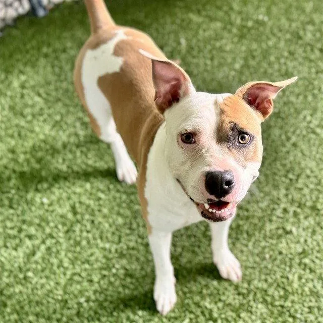 An adult large-sized female American Staffordshire Terrier dog named Maryland for adoption in Tavares, FL