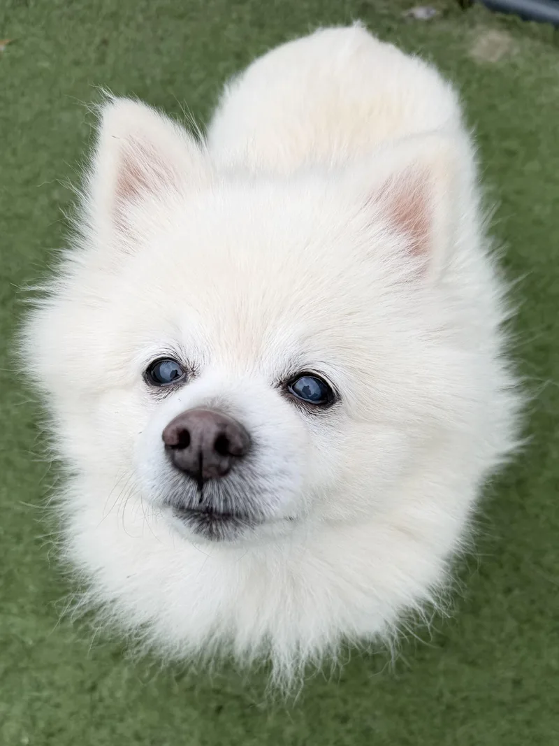 A senior small-sized female Pomeranian dog named Millie for adoption in MYRTLE BEACH, SC