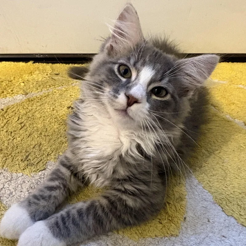 A baby medium-sized male Gray & White Domestic Long Hair cat named Yams for adoption in Sewell, NJ