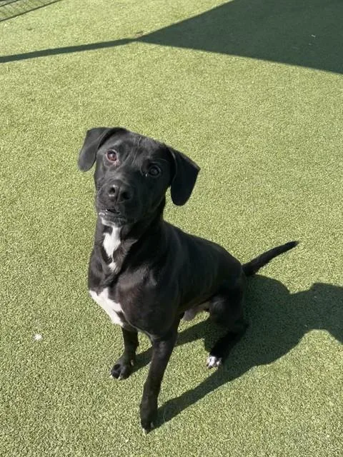 A young large-sized male Labrador Retriever dog named Bruno for adoption in Pasadena, TX