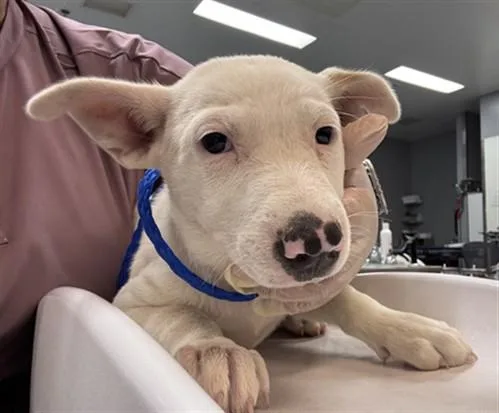 A baby small-sized female Labrador Retriever dog named Halle for adoption in Riverside, CA