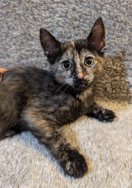 A baby small-sized female Domestic Short Hair cat named Orchid for adoption in Peoria, IL