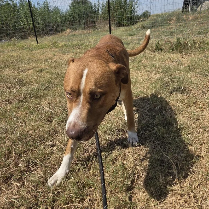 An adult large-sized male Labrador Retriever dog named Sunny for adoption in Durant, OK