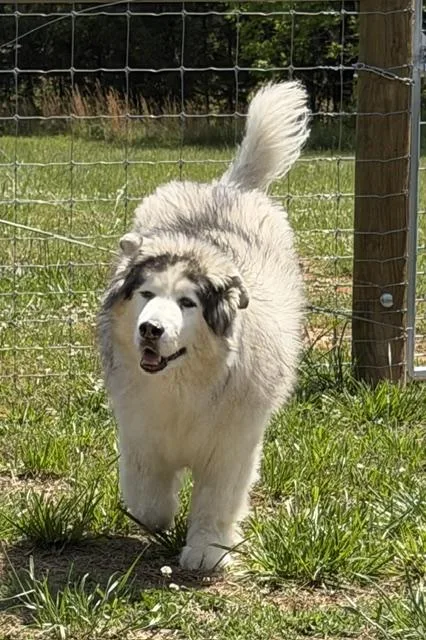 A senior large-sized male White / Cream Alaskan Malamute dog named Yeti for adoption in Newfoundland, PA