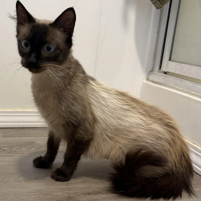 A young medium-sized female Siamese cat named Ducky for adoption in San Diego, CA