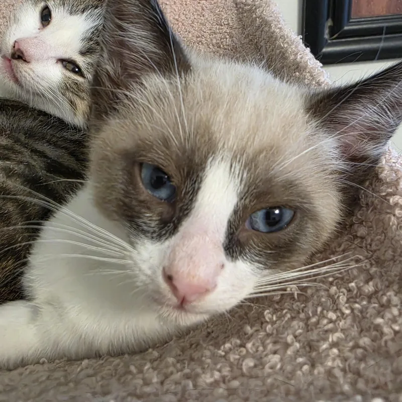 A baby small-sized male Snowshoe cat named Paul for adoption in Fountain Valley, CA