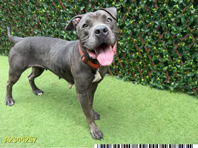 An adult medium-sized female Mixed Breed dog named Colleen for adoption in West Palm Beach, FL