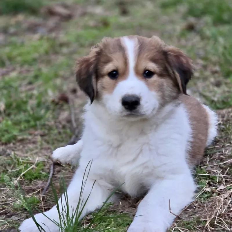 A baby large-sized male Great Pyrenees dog named Logan for adoption in Richmond, VA