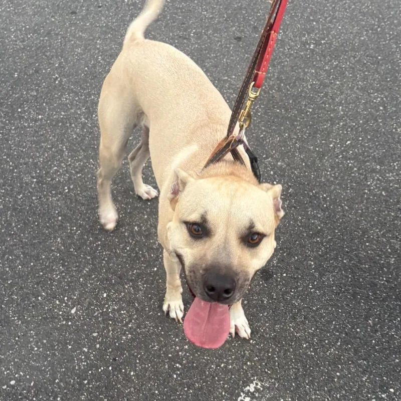 An adult small-sized male Mixed Breed dog named LA Nikko for adoption in Port Washington, NY