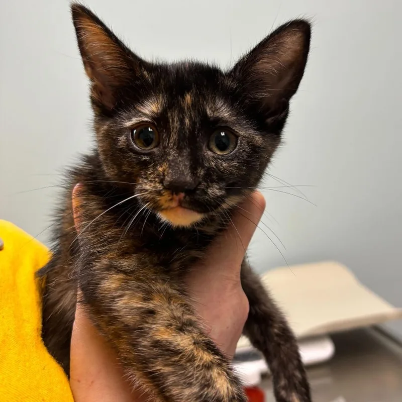 A baby small-sized female Tortoiseshell Domestic Short Hair cat named Thither for adoption in Newark, DE