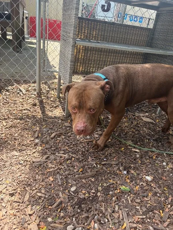 An adult large-sized male Brown / Chocolate Mixed Breed dog named King Simba for adoption in Cincinnati, OH