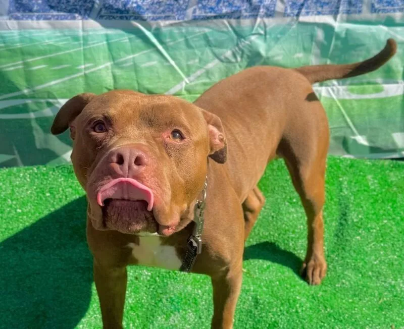King Simba thumbnail 4