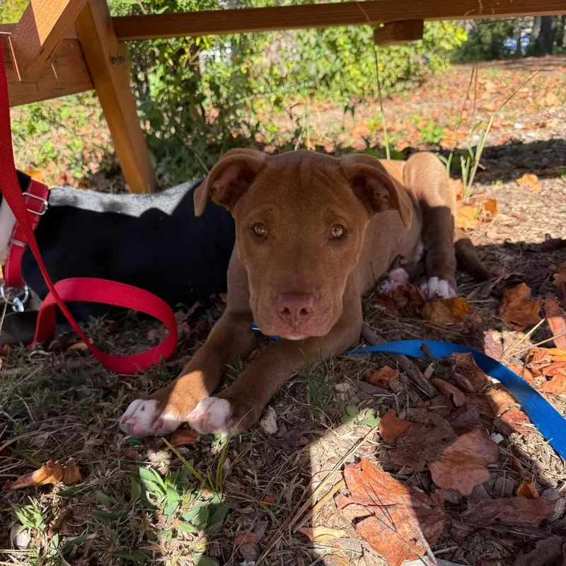 A baby large-sized male Brown / Chocolate Pit Bull Terrier dog named Vampire for adoption in Greensboro, NC