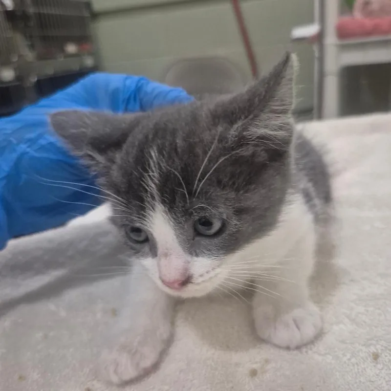 A baby small-sized male Gray / Blue / Silver Domestic Short Hair cat named Milo for adoption in Upland, CA