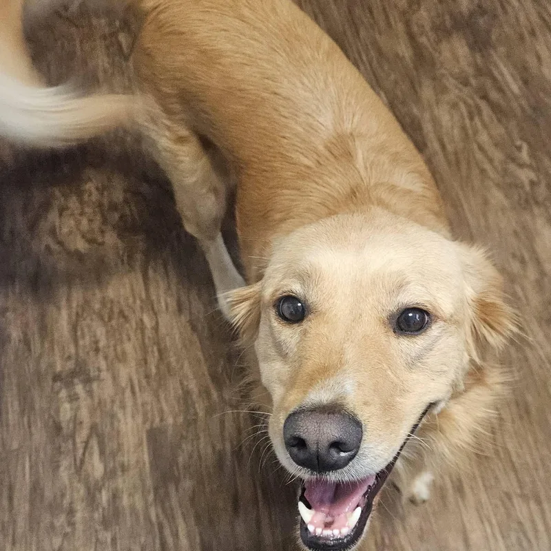 An adult medium-sized female Golden Labrador Retriever dog named Sadie for adoption in Springfield, MO