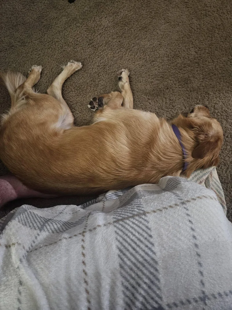 Sadie thumbnail 4