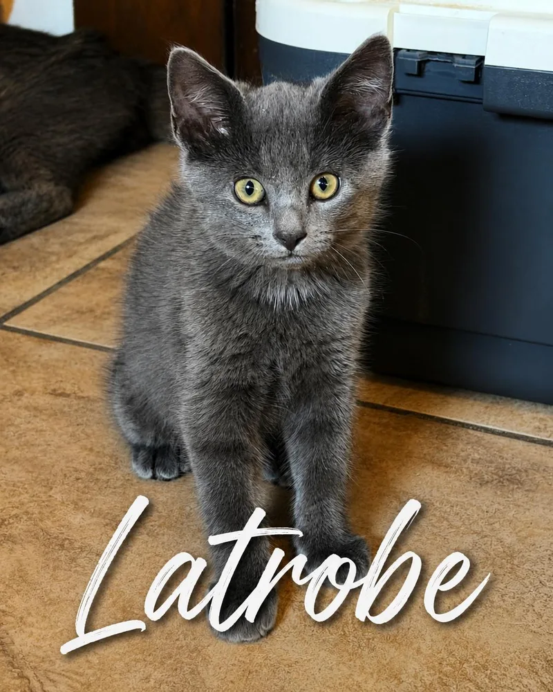 A baby small-sized male Gray / Blue / Silver Domestic Short Hair cat named Latrobe for adoption in Seven Valleys, PA