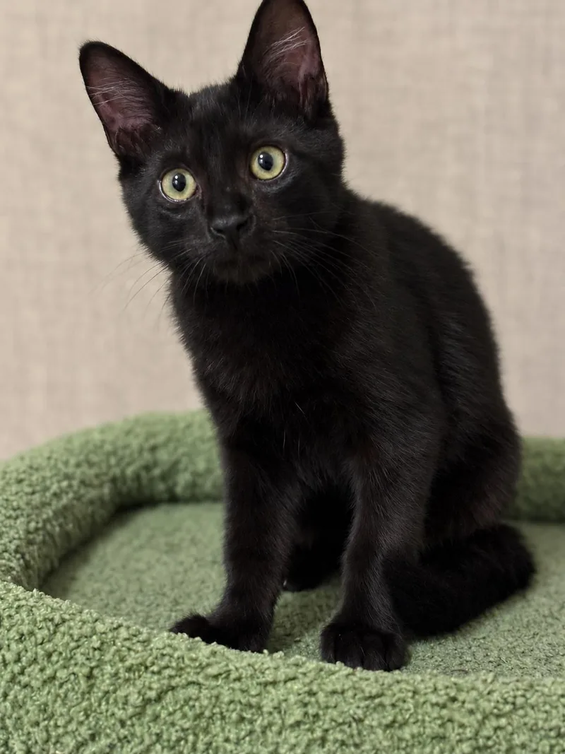 A baby medium-sized male Black Domestic Short Hair cat named Mocha A for adoption in Fresno, CA