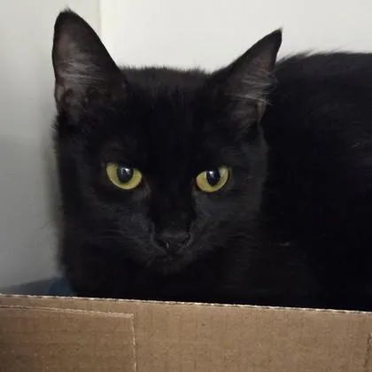 An adult medium-sized female Domestic Short Hair cat named Bo Peep for adoption in Voorhees, NJ