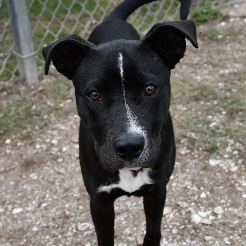 A baby medium-sized female Black Black Labrador Retriever dog named Queenie for adoption in Beaumont, TX