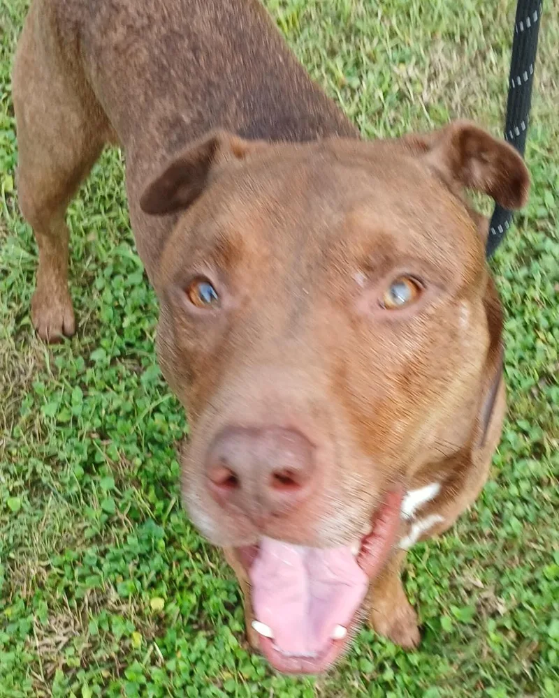A young medium-sized male Catahoula Leopard Dog dog named Marley super sweet for adoption in Houston, TX