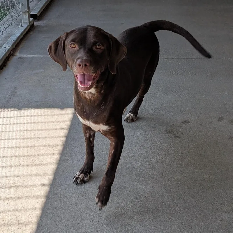 An adult medium-sized female Brown / Chocolate Chocolate Labrador Retriever dog named Lillian for adoption in Emporia, KS