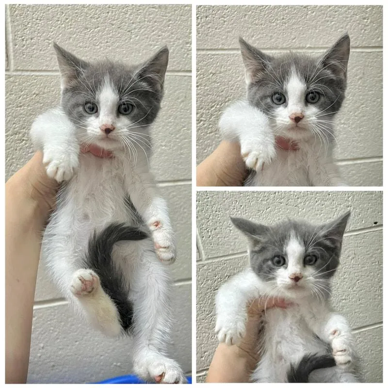 A young medium-sized male Domestic Short Hair cat named Isaac for adoption in Dublin, VA