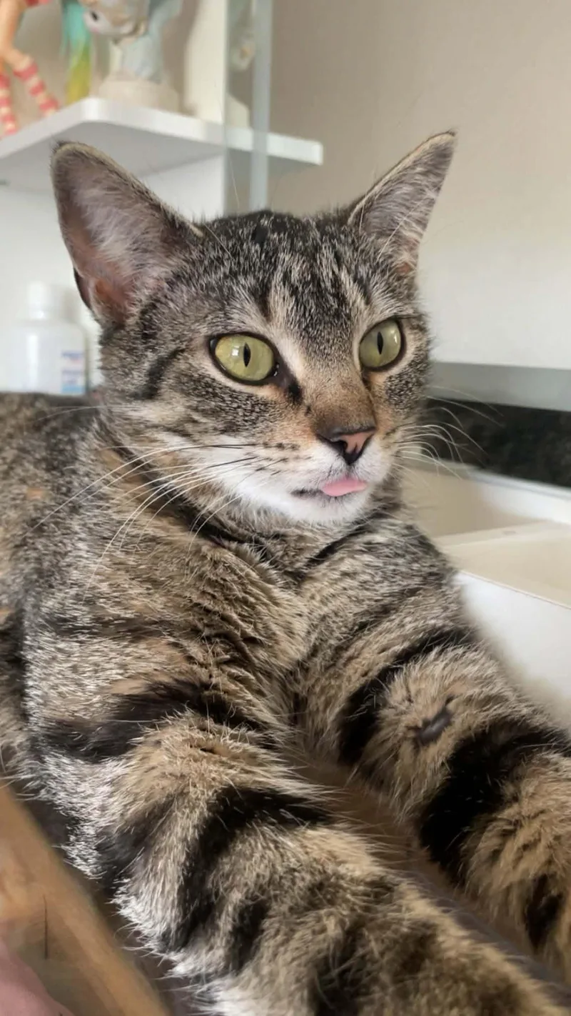 A young medium-sized female Tabby (Brown / Chocolate) Domestic Short Hair cat named Mercy for adoption in Sioux Falls, SD