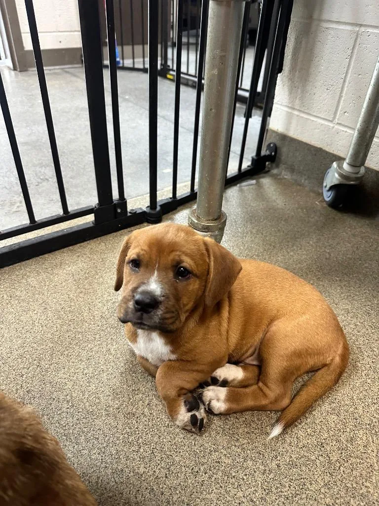 A young small-sized male Mixed Breed dog named Atreyu for adoption in Rome, GA