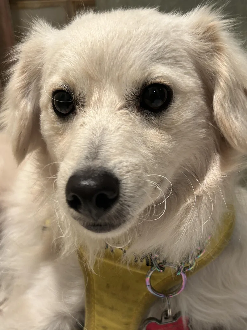 A young small-sized male Spaniel dog named Toby for adoption in El Cajon, CA